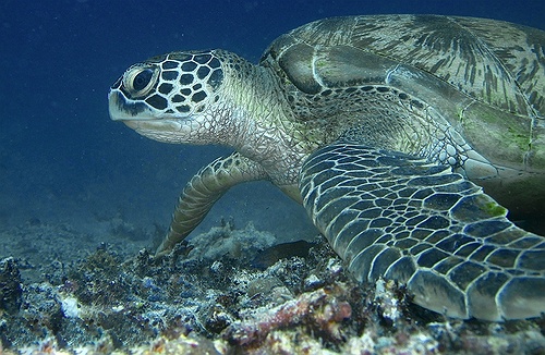Marine turtle